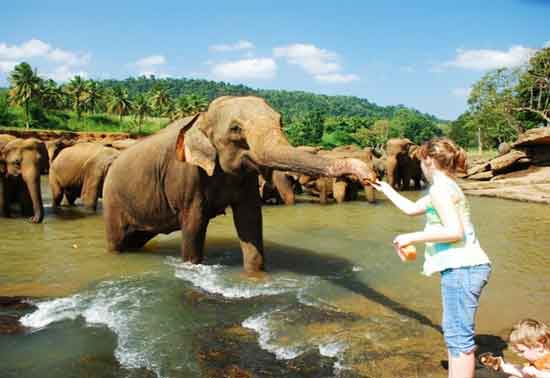 image of Pinnawela Elephant Orphanage